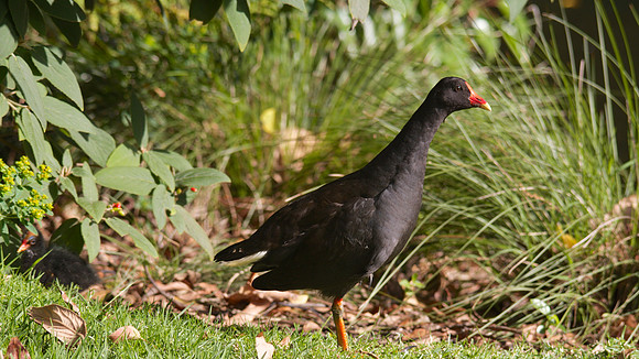 Dusky Moorhen, Melbourne, November 2013.