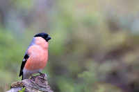 Northern Bullfinch, Konttainen, Finland, June 2025