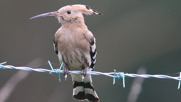 Hoopoe, Wall Heath, December 2015