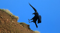 Raven, Brean, January 2016