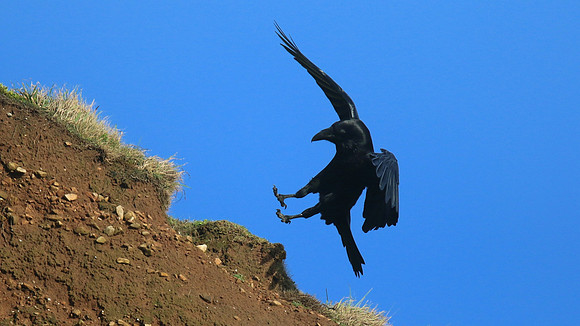 Raven, Brean, January 2016