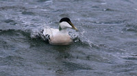 Eider Duck, Burghead, February 2016