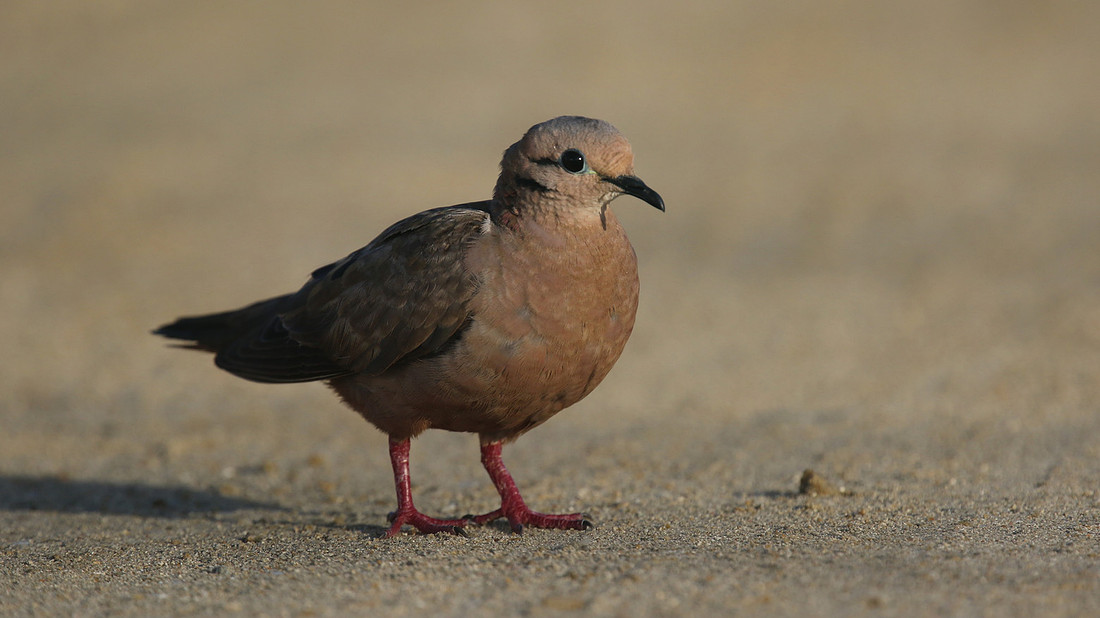 Eared Dove, Areshi Beach, Aruba, November 2015