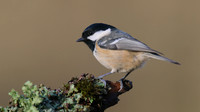 Coal Tit, Forest of Dean, January 2016.