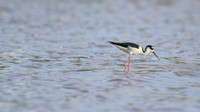 Black-necked Stilt