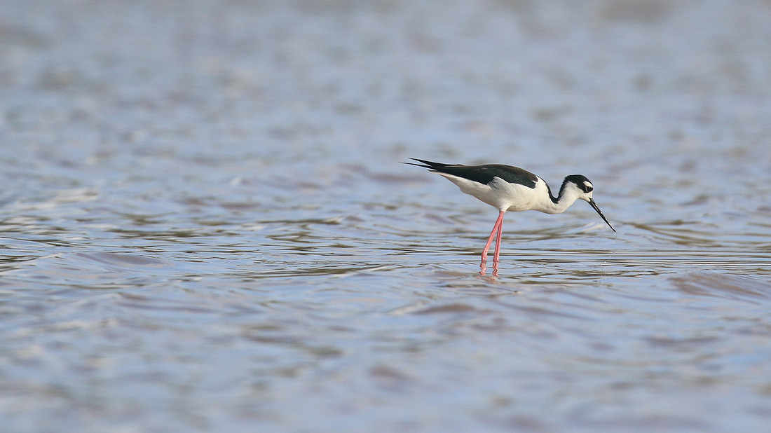 Black-necked stilt, Palm Beach Salina, Aruba, November 2015.