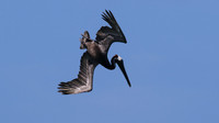 Brown Pelican, Arashi Beach, Aruba, November 2015