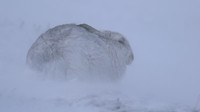 Mountain Hare, Findhorn Valley, February 2016