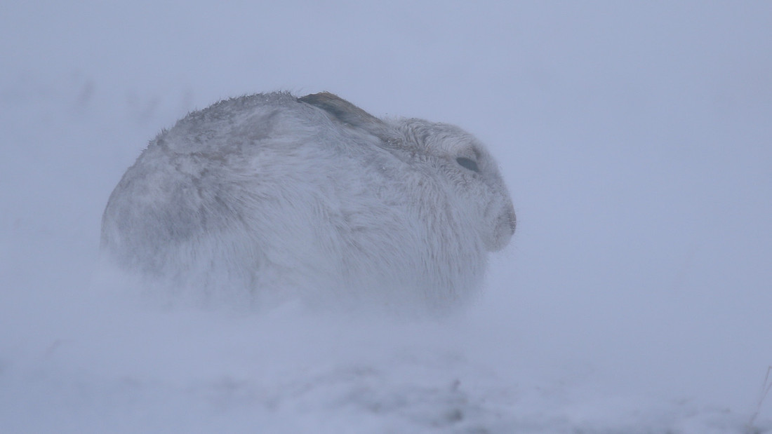 Mountain Hare, Findhorn Valley, February 2016