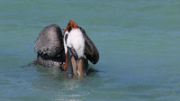Brown Pelican, Arashi Beach, Aruba, November 2015