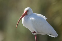 White Ibis, Florida, February 2020
