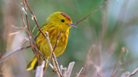 Yellow Warbler