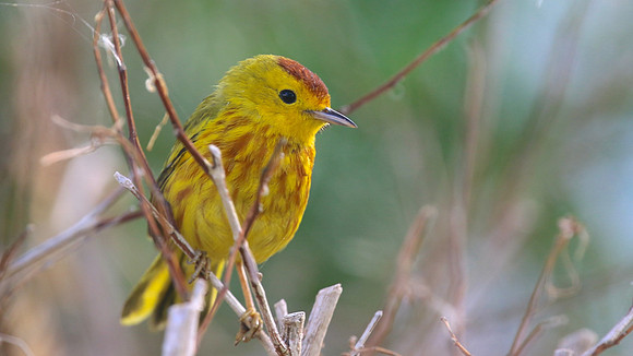 Yellow Warbler, Palm Beach, Aruba, November 2015.