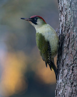 Green Woodpecker, Tockington January 2016.