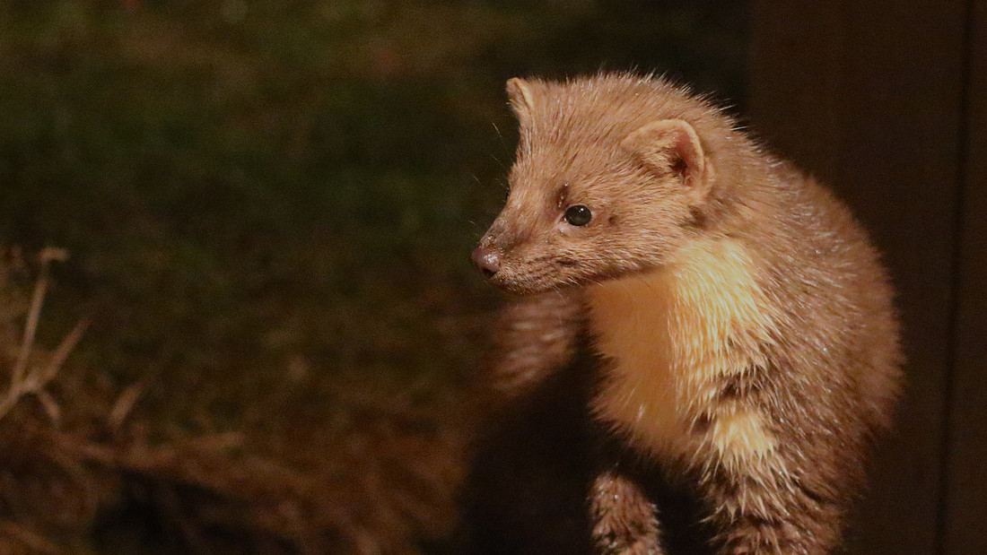 Pine Martin, Rothiemurchus, February 2016.