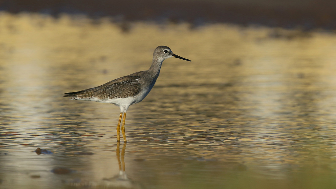 Greater Yellowlegs, Palm Beach, Aruba, November 2015