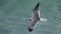 Laughing Gull