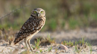 Burrowing Owl, Palm Beach, Aruba, November 2015
