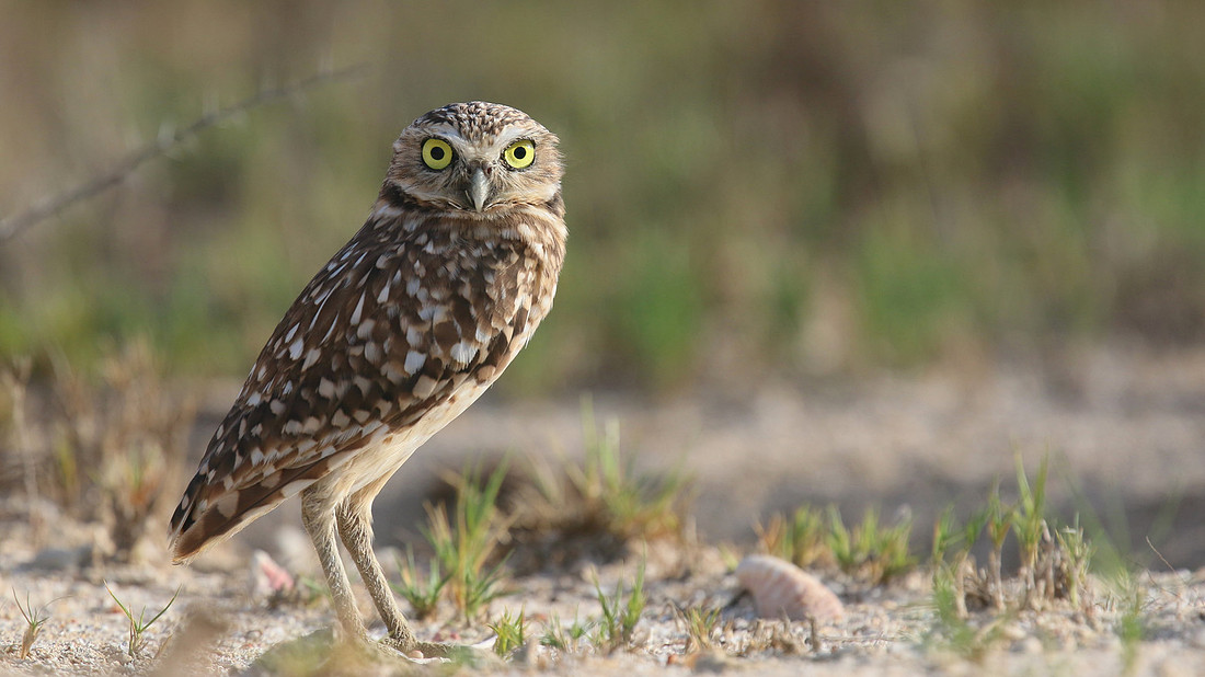 Burrowing Owl, Palm Beach, Aruba, November 2015