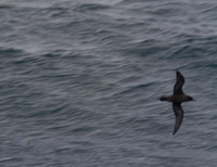 Short-tailed Shearwater, Sydney November 2013