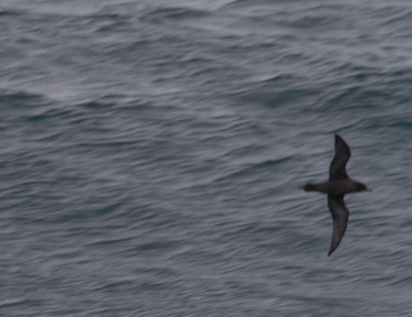 Short-tailed Shearwater, Sydney November 2013