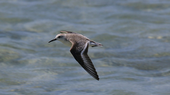 Sanderling, Areshi Beach, Aruba, November 2015