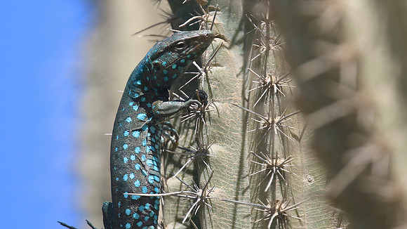 Aruban Whiptail Lizard, Alto Vista Chapel, Aruba, November 2015