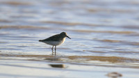 Least Sandpiper, Aruba, November 2015