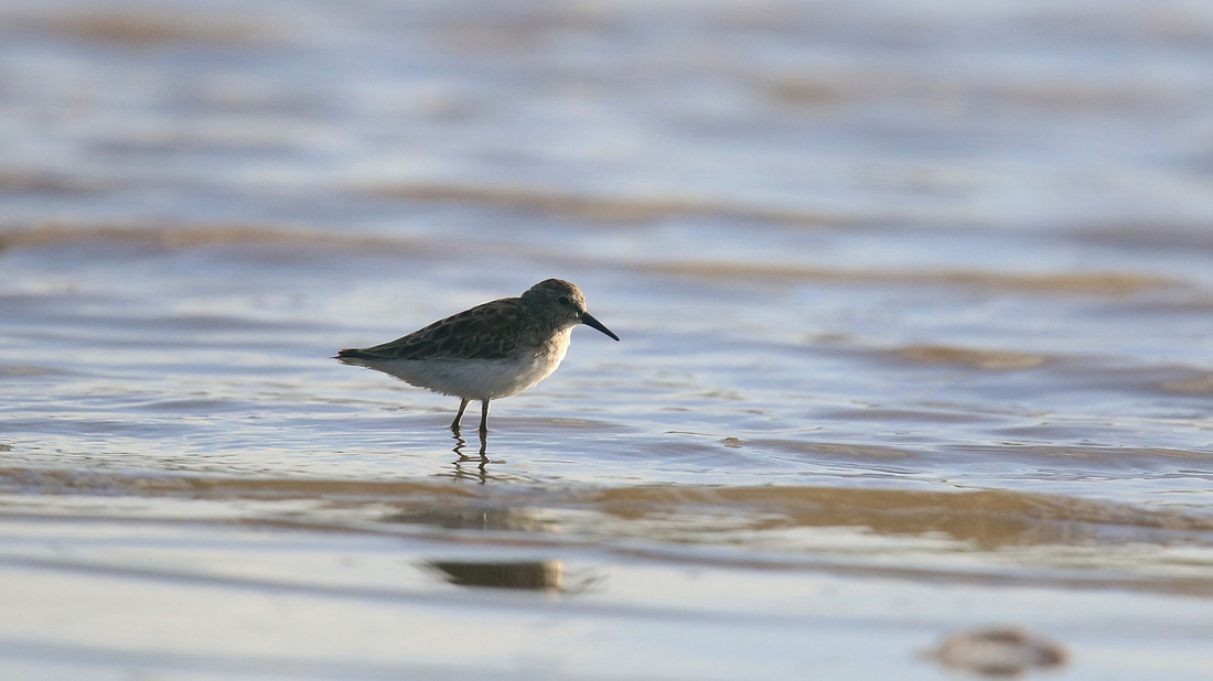 Least Sandpiper, Aruba, November 2015
