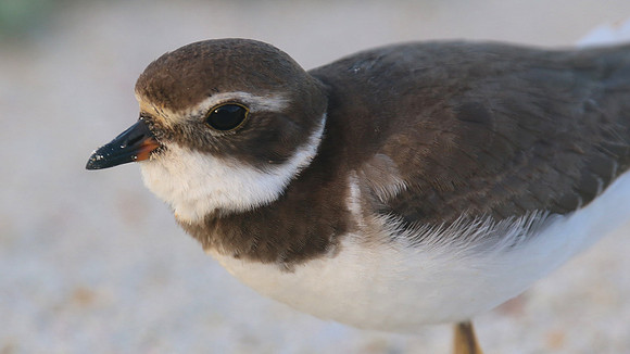 Semipalmated Plover, Arashi Beach, Aruba, November 2015