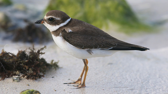 Semipalmated Plover, Arashi Beach, Aruba, November 2015