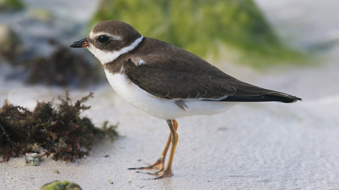Semipalmated Plover, Arashi Beach, Aruba, November 2015