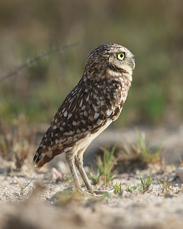Burrowing Owl, Palm Beach, Aruba, November 2015
