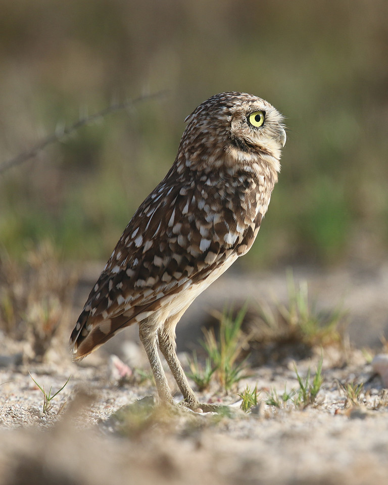 Burrowing Owl, Palm Beach, Aruba, November 2015