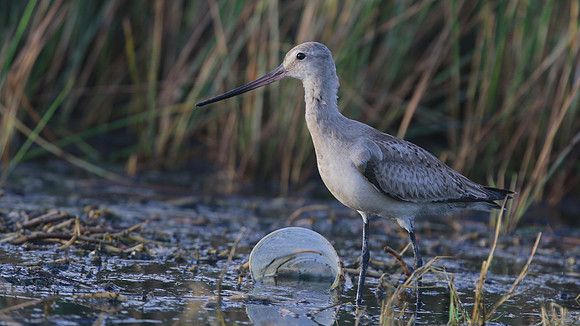 Hudsonian Godwit, Palm Beach, Aruba, November 2015.