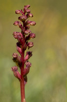 Frog Orchid