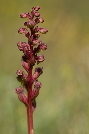 Frog Orchid, Morgans Hill, June 2024