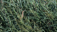 Little Bittern, Logoa dos Salgados, Portugal, September 2015