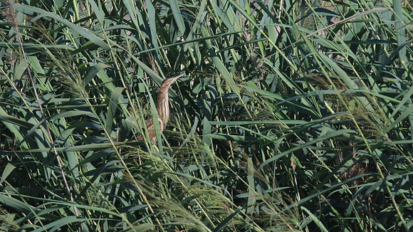Little Bittern, Logoa dos Salgados, Portugal, September 2015