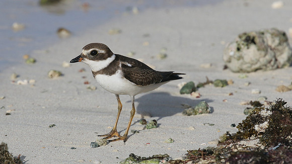 Semipalmated Plover, Arashi Beach, Aruba, November 2015