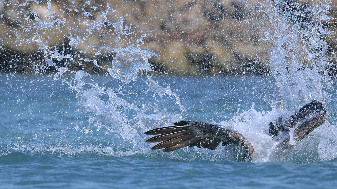 Brown Pelican, Arashi Beach, Aruba, November 2015