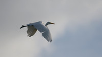 Great Egret, Palm Beach, Aruba, November 2015