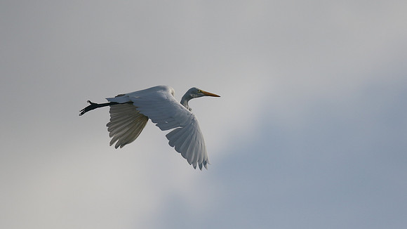 Great Egret, Palm Beach, Aruba, November 2015