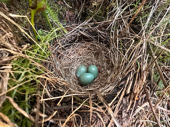 Redwing,  Sandfjordneset, Norway June 2025
