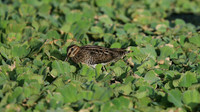Wilson Snipe, Bubali Pond, Aruba, November 2015