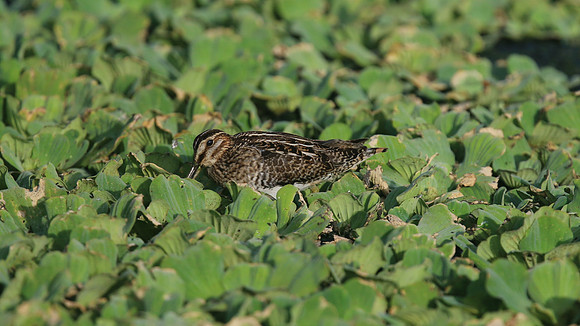 Wilson Snipe, Bubali Pond, Aruba, November 2015