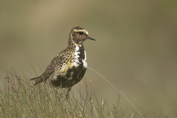 Golden Plover, Eyrarbakki, Iceland, June 2022