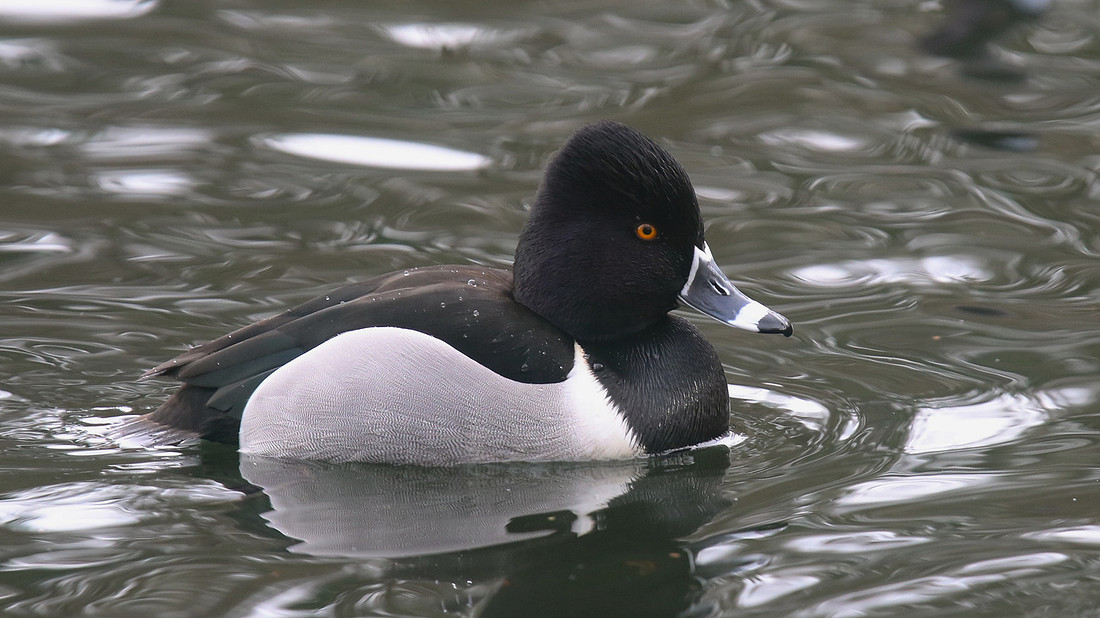 Ring-necked Duck, Pitlochry, February 2016.