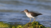 Spotted Sandpiper, Arashi Beach, Aruba, November 2015