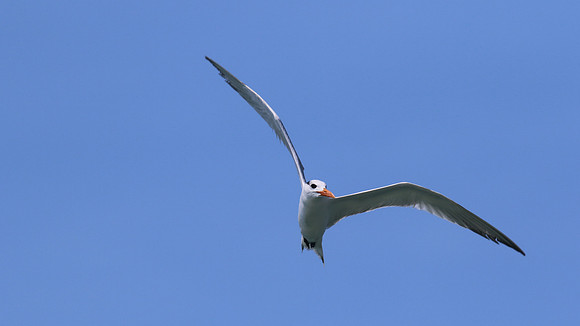 Royal Tern, Arashi Beach, Aruba, November 2015